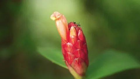 Ants Foraging on Blooming Red Button Ginger Stock Footage 344189133