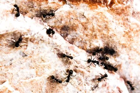 Ants foraging on surface of the marble stone Stock Photos