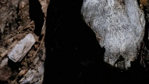 Ants in the foreground and foreground moving on an old tree Stock Footage 132814511