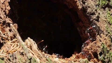 Ants in the forest anthill 4k Stock Footage 155225592