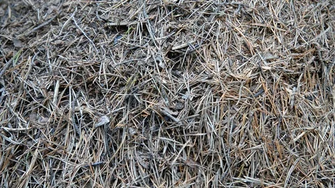 Ants in a forest anthill. Stock Footage 92843947