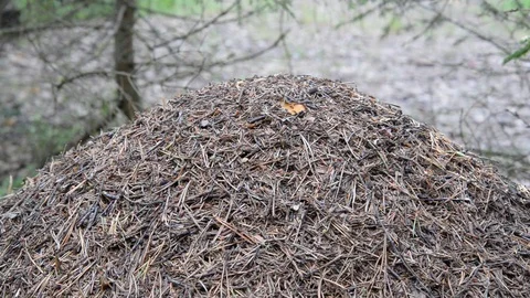 Ants in a forest anthill. Stock Footage 92844067