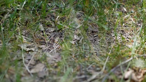 Ants in the forest Video stock 90773910