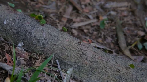 Ants in the forest Stock Footage 103044795