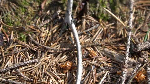 Ants in the forest Stock Footage 111305019