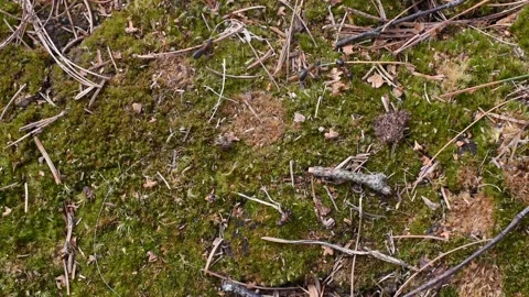Ants in the forest Stock Footage 151295917