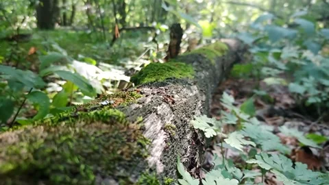 Ants in the forest 動画素材 160619848