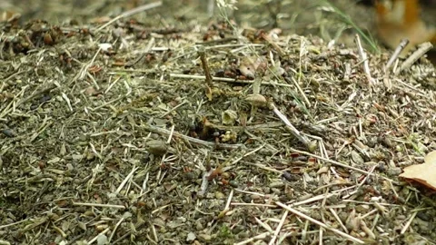 Ants in the forest Stock Footage 161641216