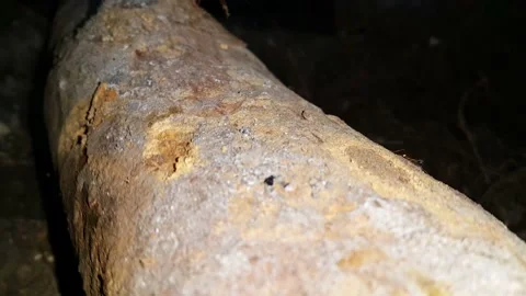 Ants in the forest. Stock Footage 202145196