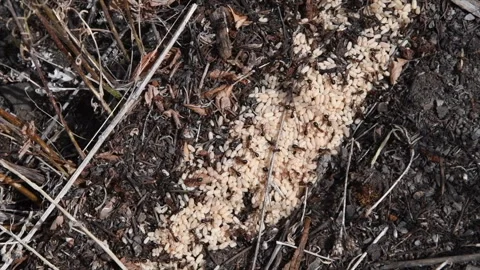 Ants, Formica, swarm to move eggs from a nest, 4k Stock Footage 248082398