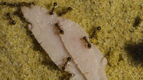 Ants in Formicarium 1 Video stock 99350568