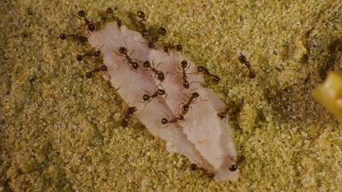 Ants in Formicarium 10 Video stock 99350458