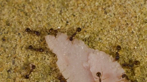 Ants in Formicarium 2 Stock Footage 99350552