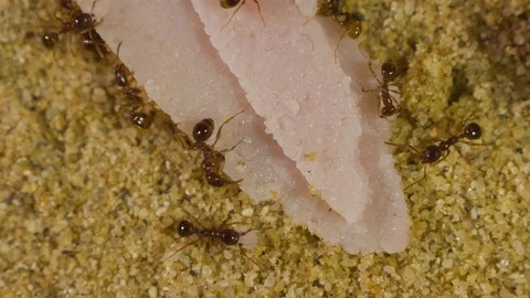 Ants in Formicarium 3 Stockbeeldmateriaal 99350597