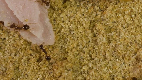 Ants in Formicarium 4 Stockbeeldmateriaal 99350821