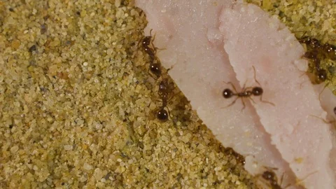 Ants in Formicarium 5 Stock Footage 99350761