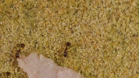 Ants in Formicarium 6 Stockbeeldmateriaal 99350839