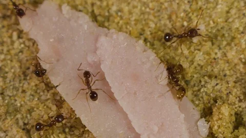 Ants in Formicarium 7 Stock Footage 99350897