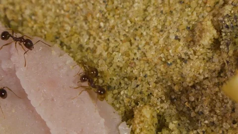 Ants in Formicarium 8 Stockbeeldmateriaal 99351004