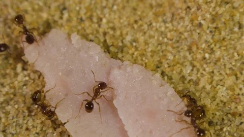 Ants in Formicarium 9 Stock Footage 99350958
