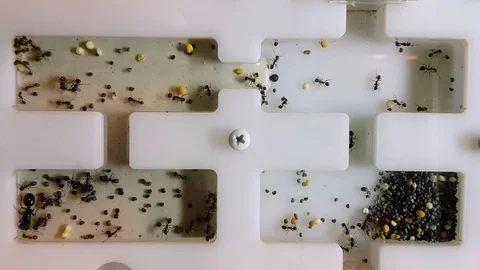 Ants in Formicarium. Realtime Stock Footage