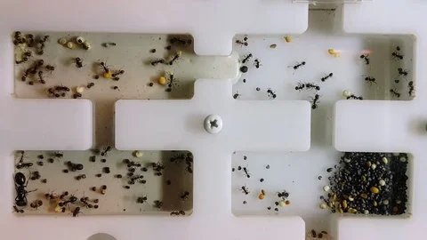 Ants in Formicarium. Timelapse Stock Footage 73220364