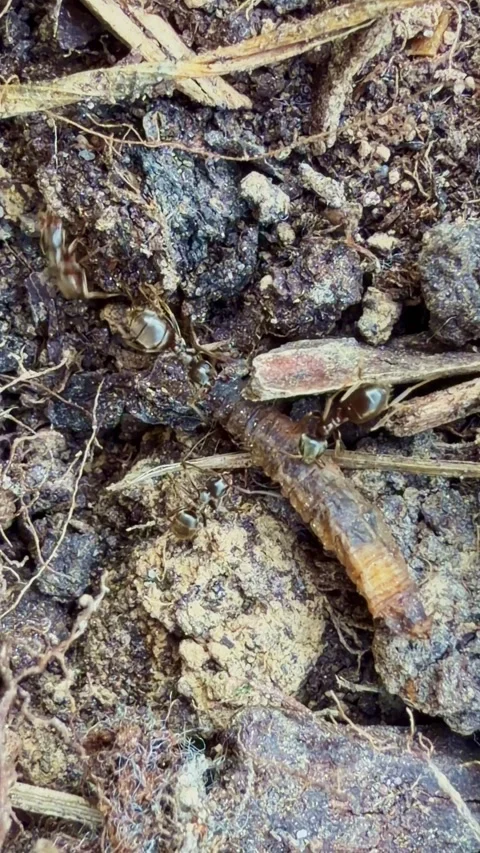 Ants Formicidae attacking soil larva showing cooperative predation in ground Stock Footage 335199267
