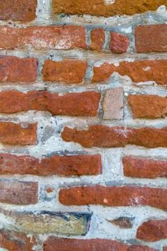 Ants forming a column on a brick wall Stock Photos