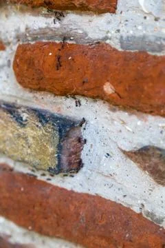 Ants forming a column on a brick wall Stock Photos