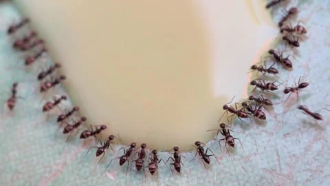 Ants Forming a Heart Shape on Light Surface with Fine Detail Video stock 333804769