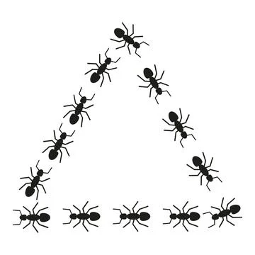 Ants forming triangle shape symbolizing teamwork and cooperation Ilustração Stock