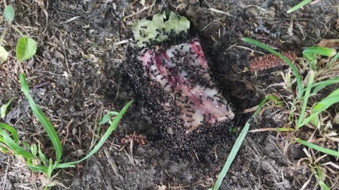 The ants found a bone with meat on the ground next to the anthill. Stock Footage 313159035