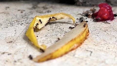 Ants found fruit, time lapse, 60fps Stock Footage 279321595