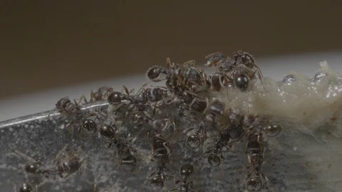 Ants found some peanut butter Stock Footage 128523504