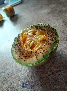 Ants Fruit Stock Photos