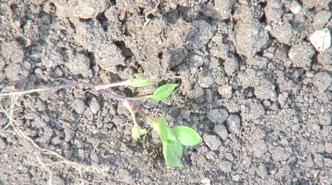 Ants in garden-03 Stock Footage 55292227