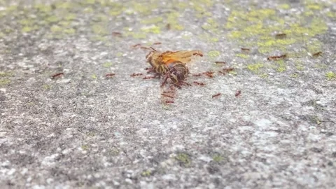 Ants Gather Around A Dead Bee From A Closeup Ground Level 스톡 동영상 260143828