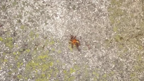 Ants Gather Around A Dead Bee From An Overhead View 스톡 동영상 260145498
