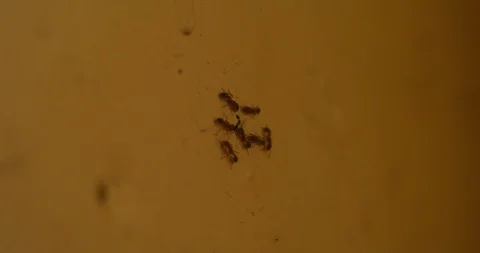 Ants gathered on wall angle Stock Footage 113648021