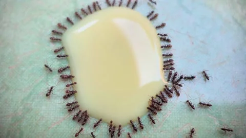 Ants Gathering Around a Drop of Liquid on Leaf Surface Видео 333803825