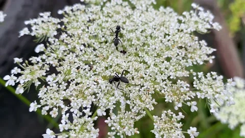 Ants gathering nectar with white wild carrot flowers Vidéo 228111885