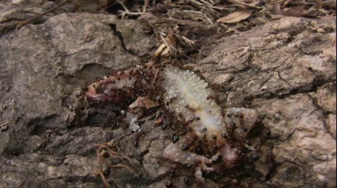 Ants On Gecko Stock Footage 949243