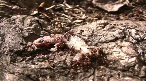 Ants on Gecko_2 Stock Footage 949252
