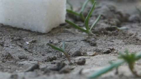 Ants get out of the hole Stock Footage 88438985