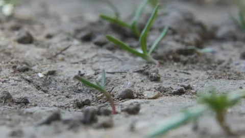 Ants get out of the hole 스톡 동영상 88440521