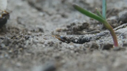 Ants get out of the hole Stock Footage 88442062