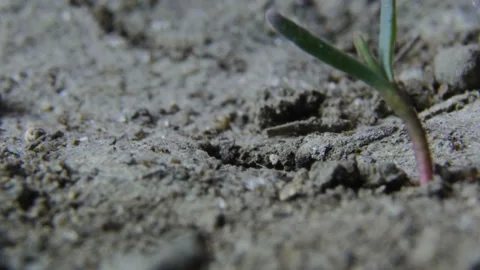Ants get out of the hole Stock Footage 88443940