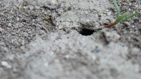 Ants get out of the hole Stock Footage 88467021