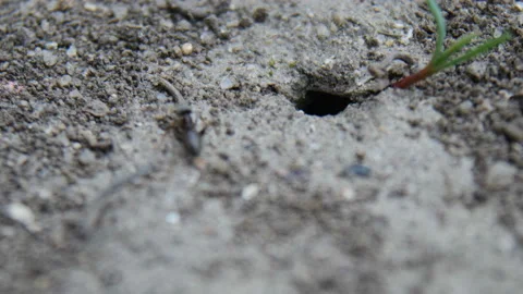 Ants get out of the hole Stock Footage 88467135