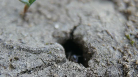 Ants get out of the hole Stock Footage 88469642